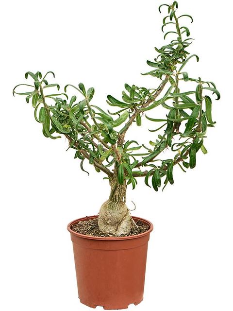 Pachypodium succulentum