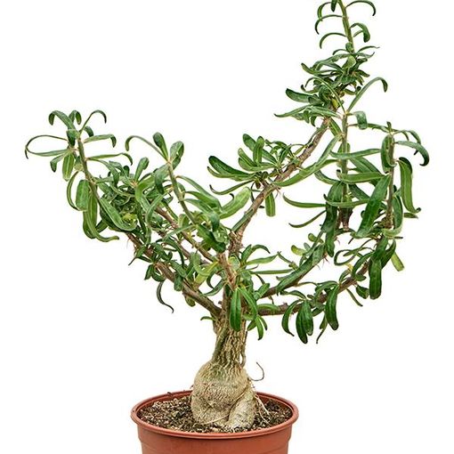 Pachypodium succulentum