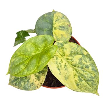 Alocasia 'Silver Dragon Variegata'