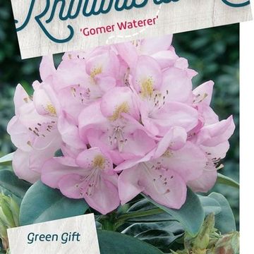 Rhododendron 'Gomer Waterer'