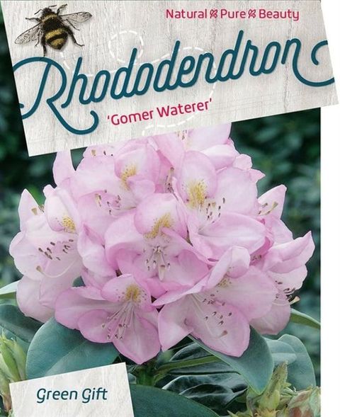 Rhododendron 'Gomer Waterer'