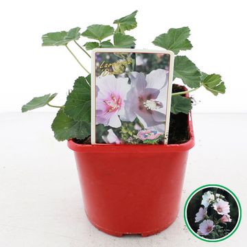 Lavatera 'Duet'