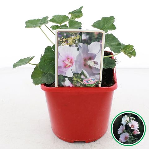 Lavatera 'Duet'