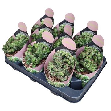 Euphorbia lactea 'Cristata'