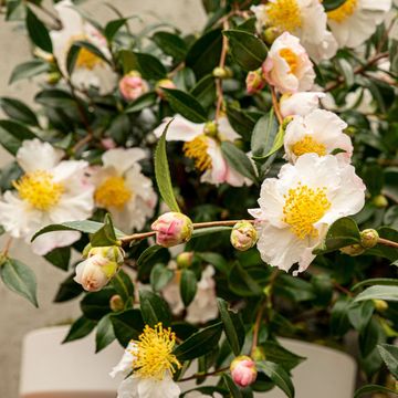 Camellia sasanqua WHITE