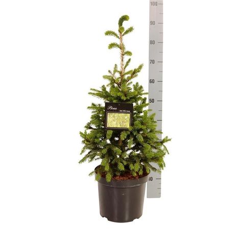 Picea abies 'Will's Zwerg'