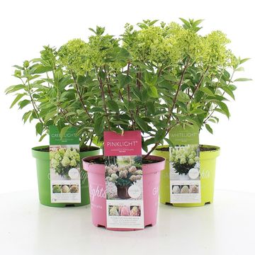 Hydrangea paniculata GARDENLIGHTS MIX