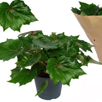 Begonia 'Rubi Verde'