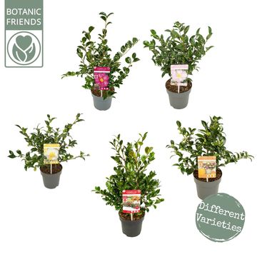 Camellia sasanqua MIX
