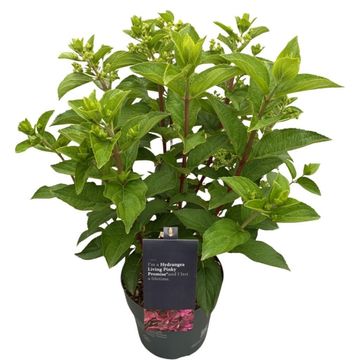 Hydrangea paniculata LIVING PINKY PROMISE