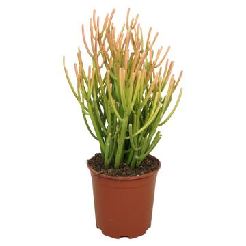 Euphorbia tirucalli 'Firesticks'