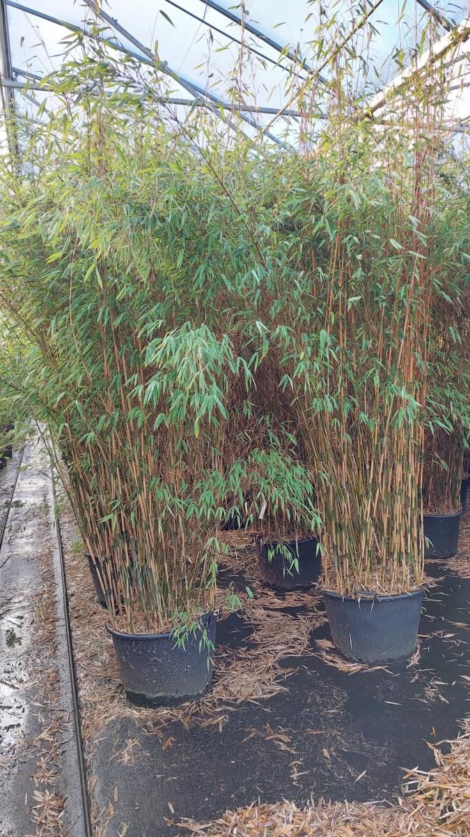 Fargesia 'Obelisk'  Pflanzengrohandel FlorAccess