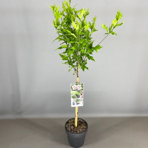 Hibiscus syriacus STARBURST CHIFFON