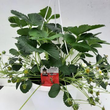 Fragaria x ananassa 'Senga Sengana'