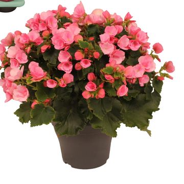 Begonia BETULIA CANDY