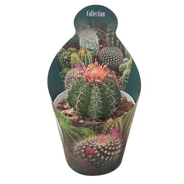 Melocactus matanzanus