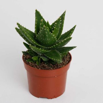 Aloe mitriformis