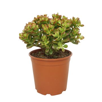 Crassula ovata 'Gollum'