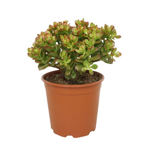Crassula ovata 'Gollum'