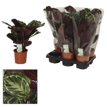 Calathea 'Medallion'