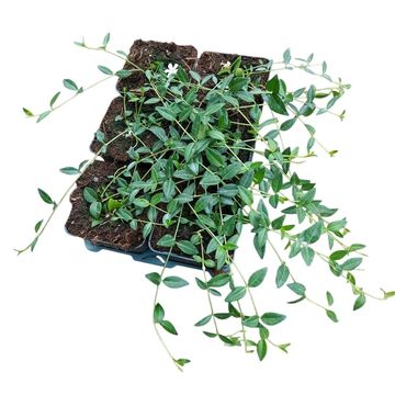 Vinca minor 'Gertrude Jekyll'