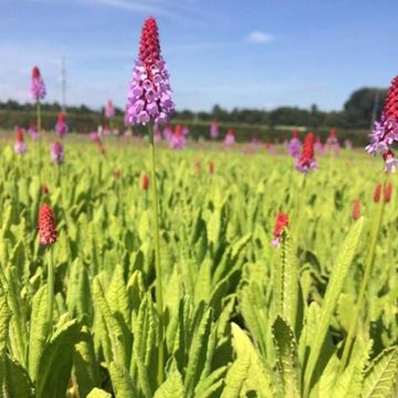 Primula vialii