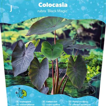 Colocasia 'Black Magic'