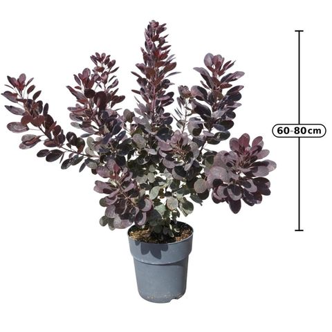 Cotinus coggygria 'Royal Purple'