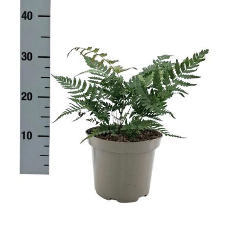 Dryopteris erythrosora