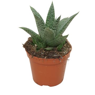Gasteria 'D Grey Moon'