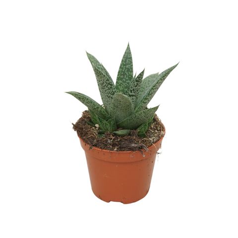 Gasteria 'D Grey Moon'