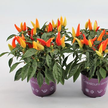 Capsicum annuum 'Salsa Yellow Red'