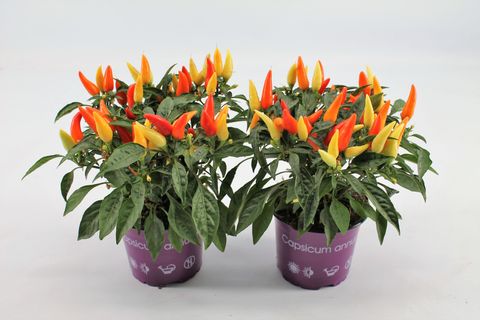 Capsicum annuum 'Salsa Yellow Red'