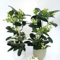 Stephanotis floribunda