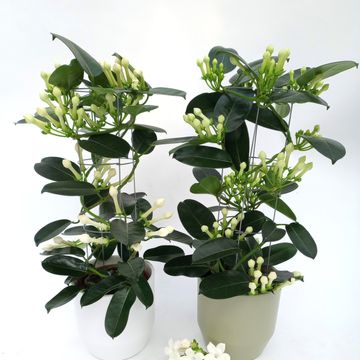 Stephanotis floribunda