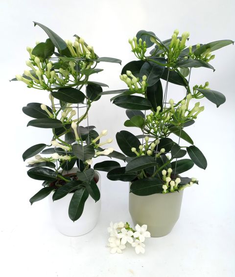 Stephanotis floribunda