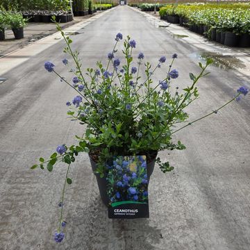 Ceanothus thyrsiflorus 'Skylark'
