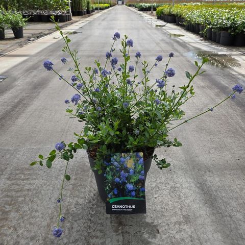 Ceanothus thyrsiflorus 'Skylark'