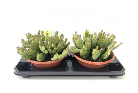 Opuntia humifusa