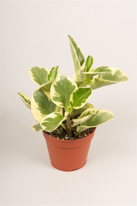 Peperomia obtusifolia 'USA'