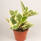 Peperomia obtusifolia 'USA'