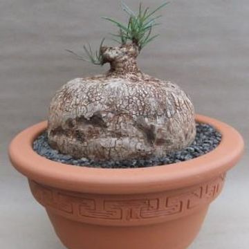 Ipomoea bolusii