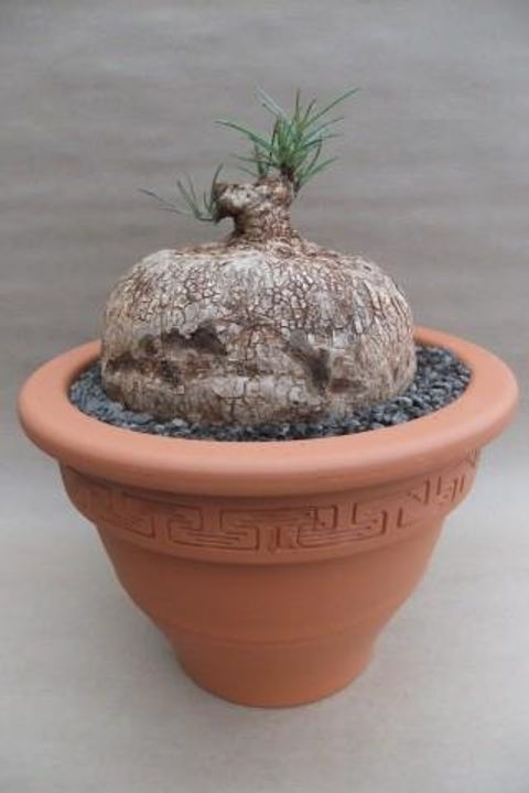 Ipomoea bolusii