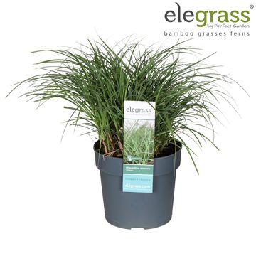 Miscanthus sinensis 'Adagio'