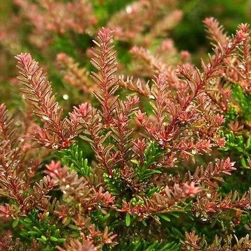 Podocarpus lawrencei 'Red Tip'