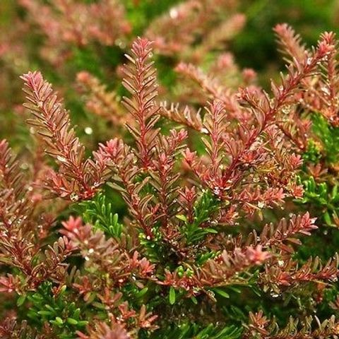 Podocarpus lawrencei 'Red Tip'