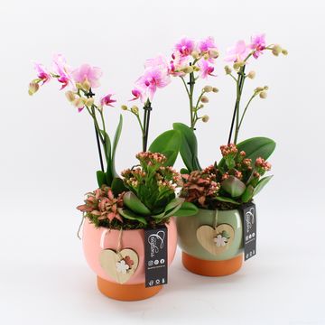 Kомпозиции Phalaenopsis