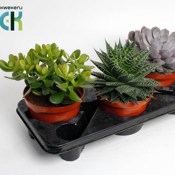 χυμώδη φυτά MIX