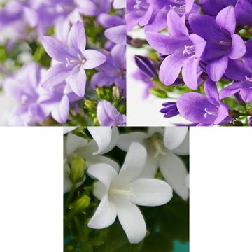 Campanula MIX