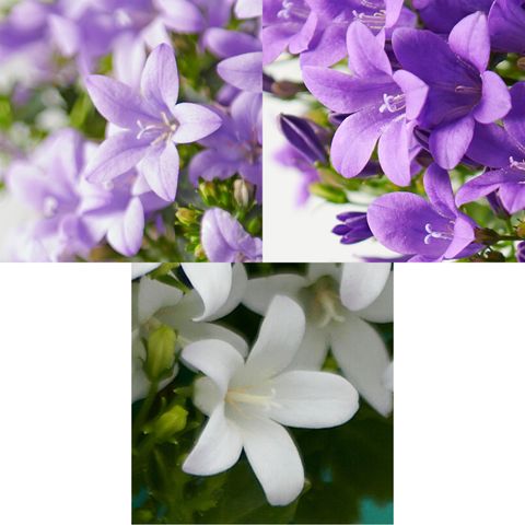 Campanula MIX